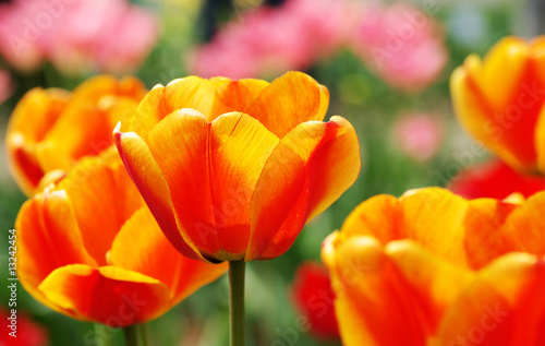 tulips in the garden background © ZoomTeam