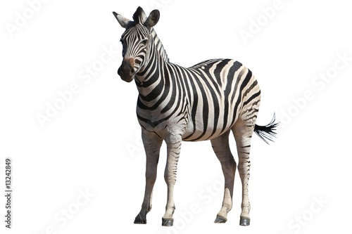Zebra - Isolated