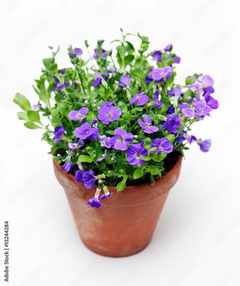 Blaukissen Blaukissen