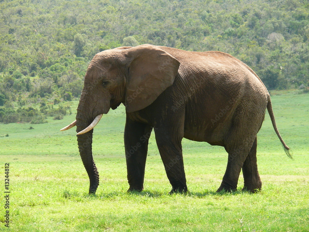 Elefantenbulle