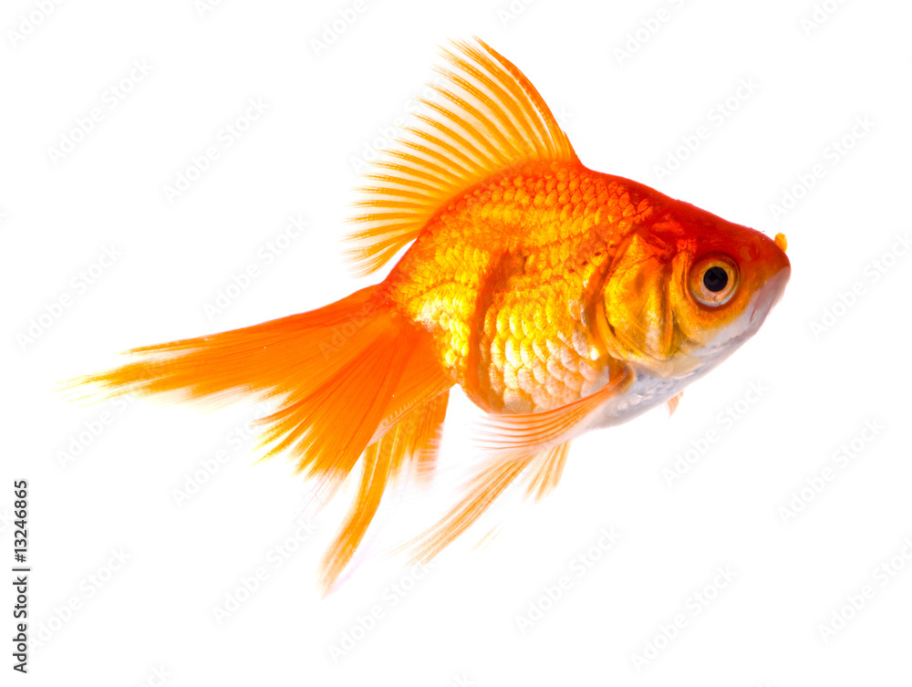 Gold fish. Gold fish.