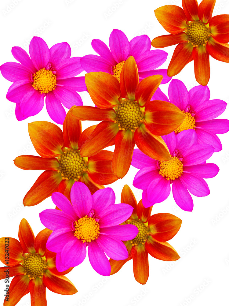 Flowers decorative Flowers decorative