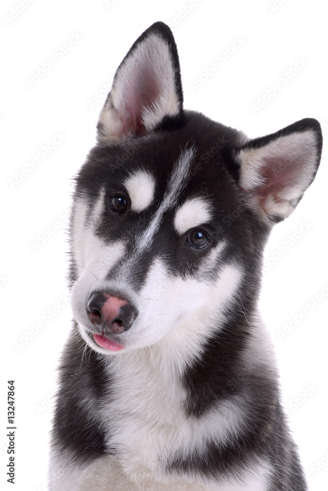Siberian husky dog isolated on a white background Siberian husky dog isolated on a white background