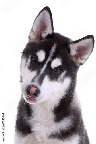 Siberian husky dog isolated on a white background