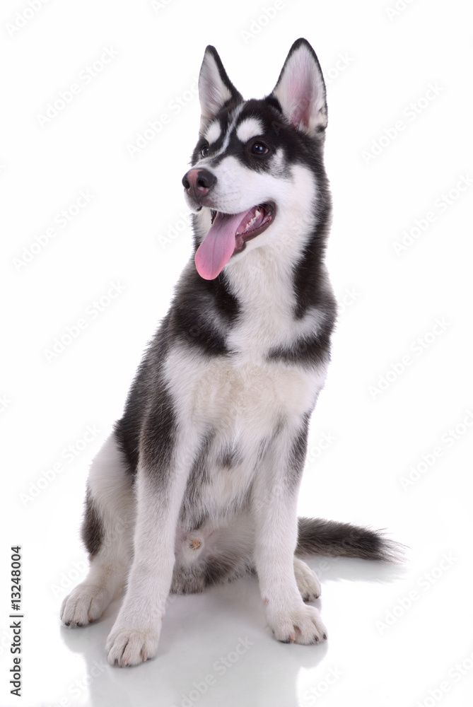 Siberian husky dog isolated on a white background
