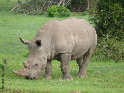 Breitmaulnashorn