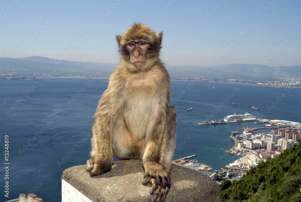 Naklejka premium Monkey at Gibraltar