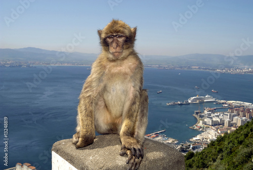 Monkey at Gibraltar © robepco