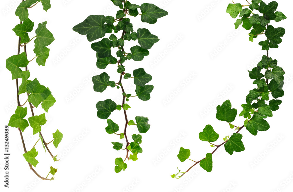 three different green ivy twigs isolated on a white background - obrazy, fototapety, plakaty 