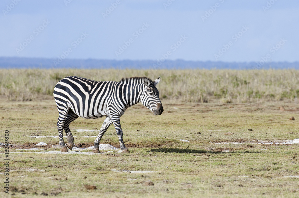 Obraz premium Plains Zebra