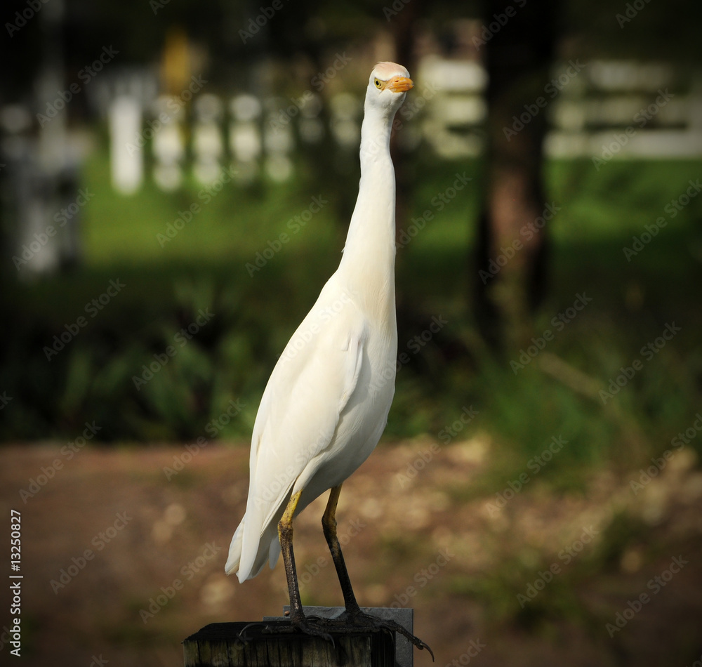 Obraz premium Cattle egret