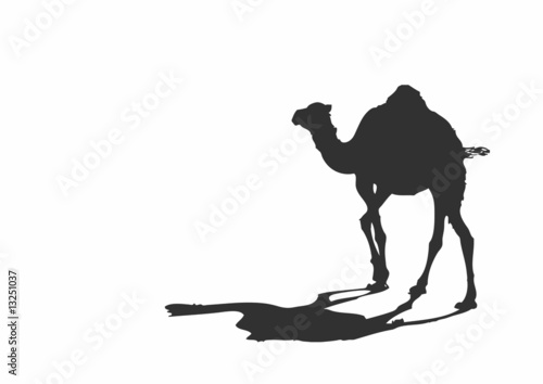 Kamel