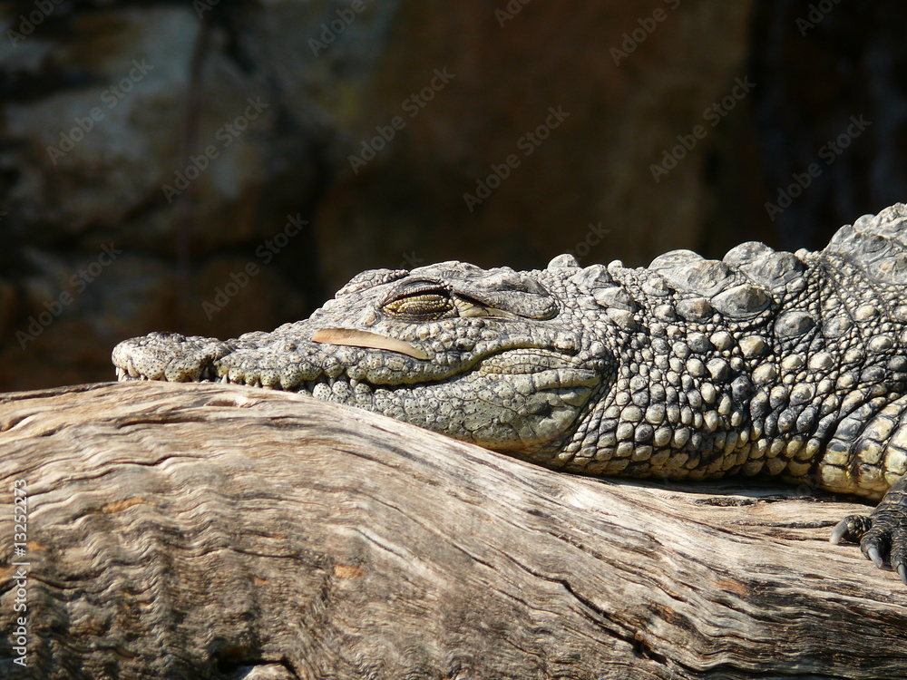 Obraz premium Nilkrokodil im Portrait