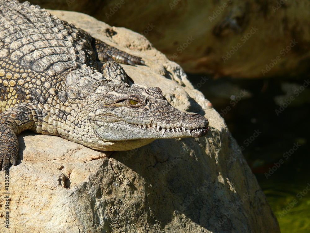 Fototapeta premium Nilkrokodil auf dem Sprung