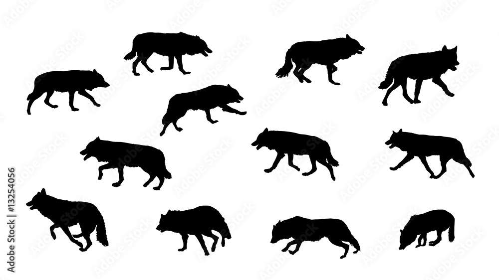 Obraz premium wolf running, vector silhouette collection