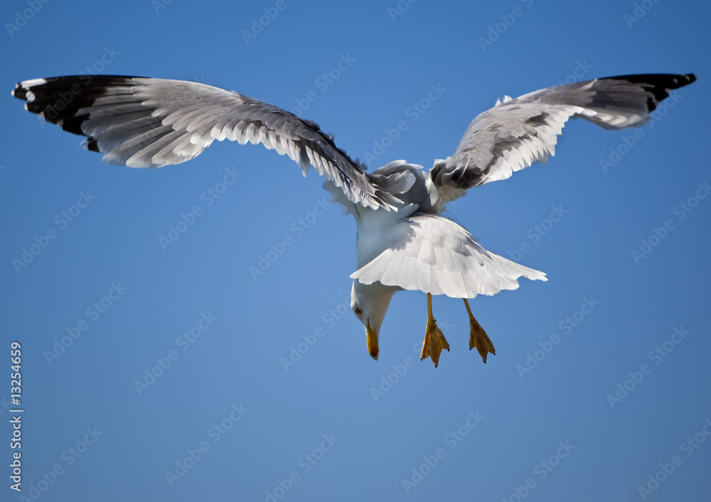 Obraz premium Flying Gull