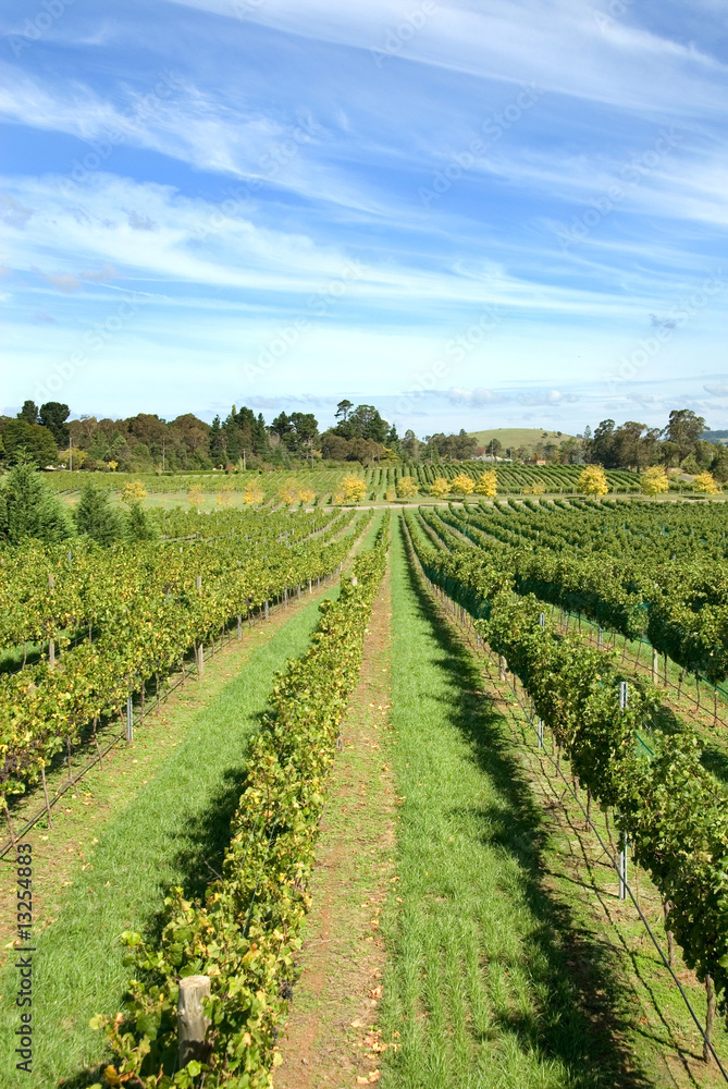 Vineyard Scene