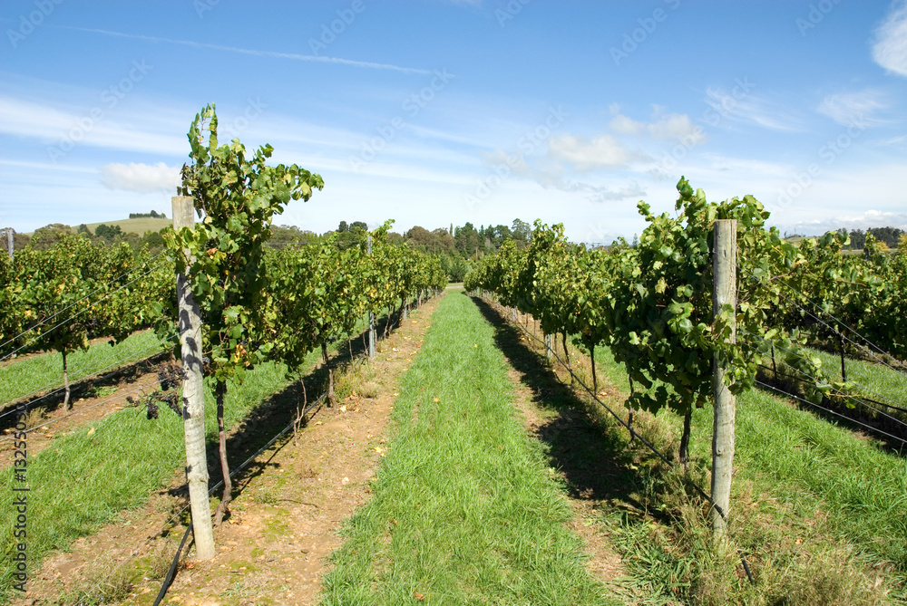 Vineyard Scene