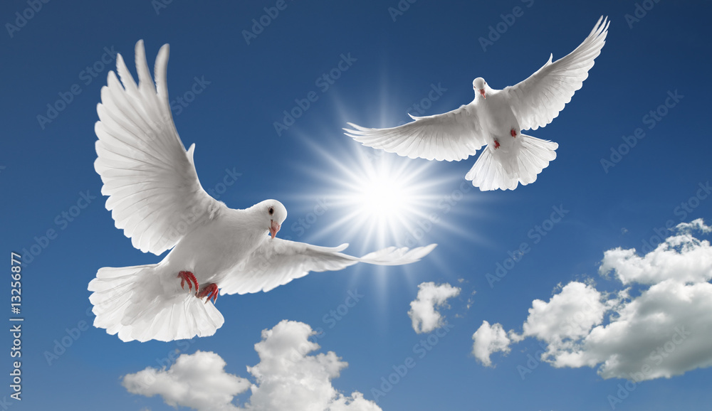 two flying doves - obrazy, fototapety, plakaty 
