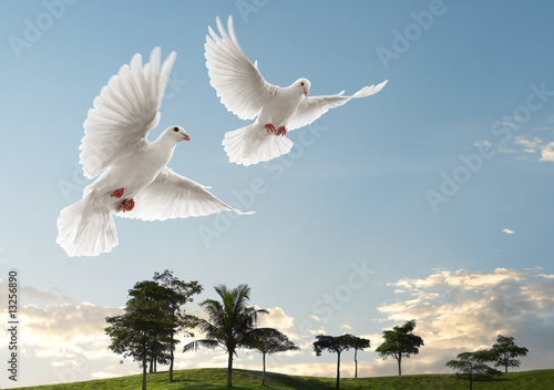 two doves flying