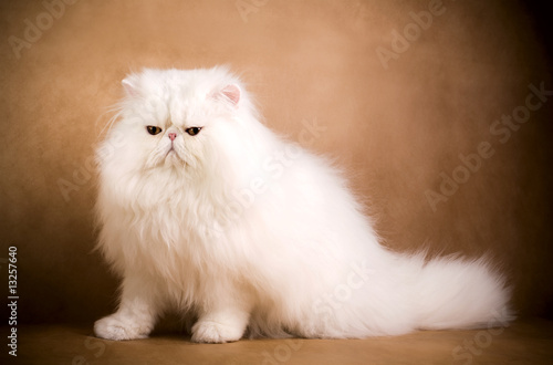 white persian cat