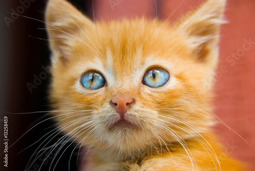 Fluffy red kitten