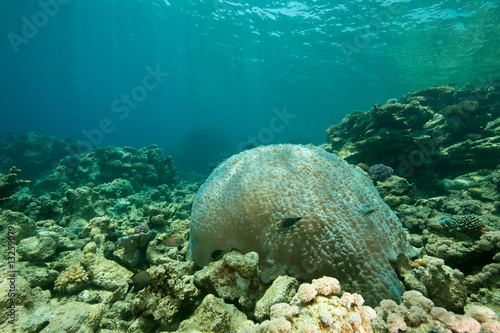 coral and fish around Sha'ab Mahmud © stephan kerkhofs