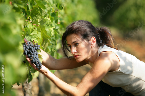 femme travaillant dans les vignes photo