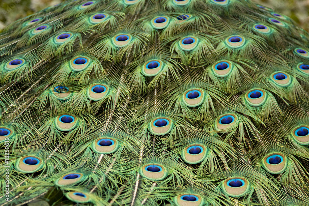 Obraz premium Closeup of Peacock Back Feathers