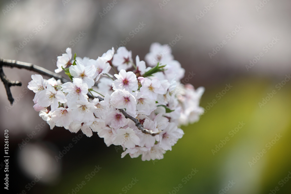 Fototapeta premium 30000 Kirschbäume in Jinhae, Südkorea