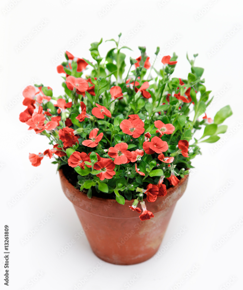 Blumentopf Blumentopf