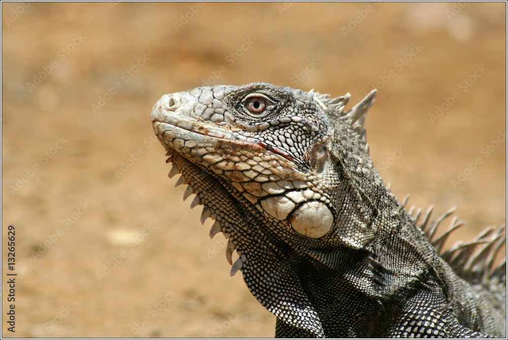 Fototapeta premium iguana