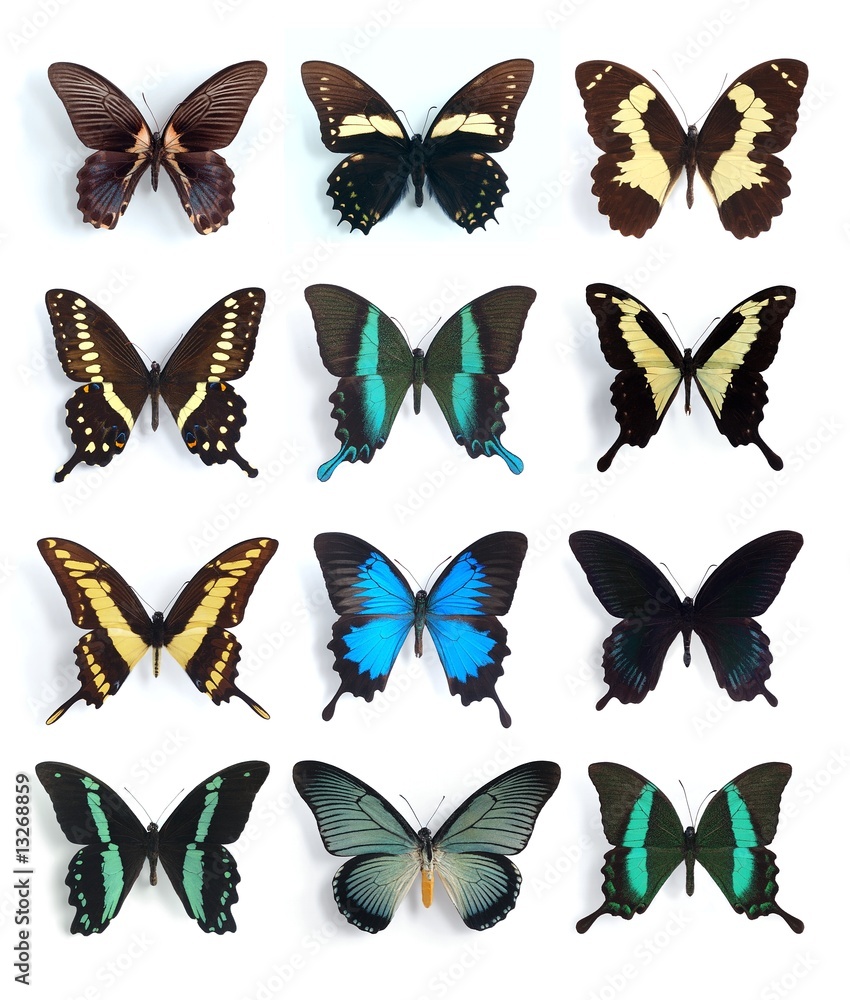 Papilionidae, Papilio Papilionidae, Papilio
