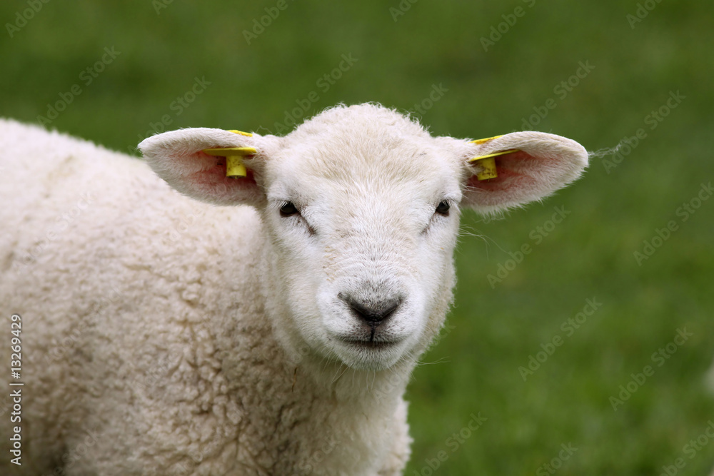 Little lamb looking at you