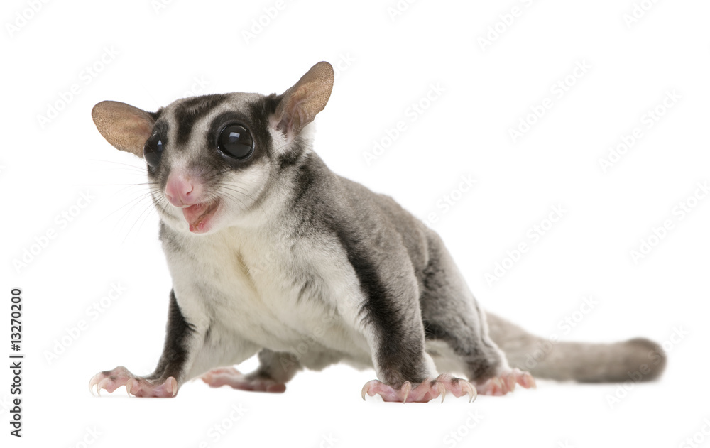 sugar glider - Petaurus breviceps (3 years old) sugar glider - Petaurus breviceps (3 years old)