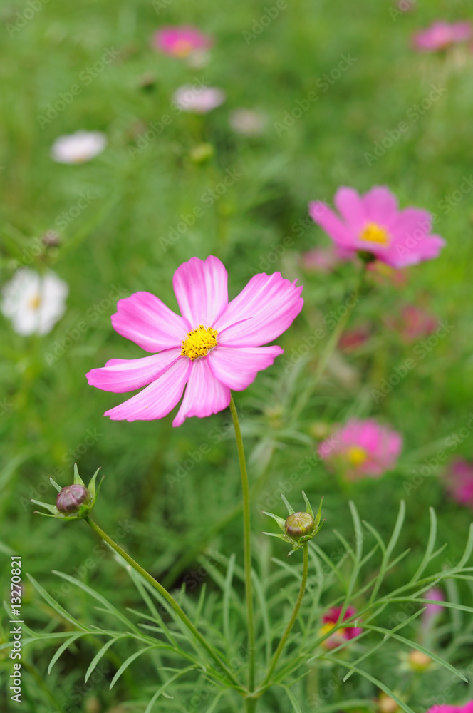 Pink cosmos flowers Pink cosmos flowers