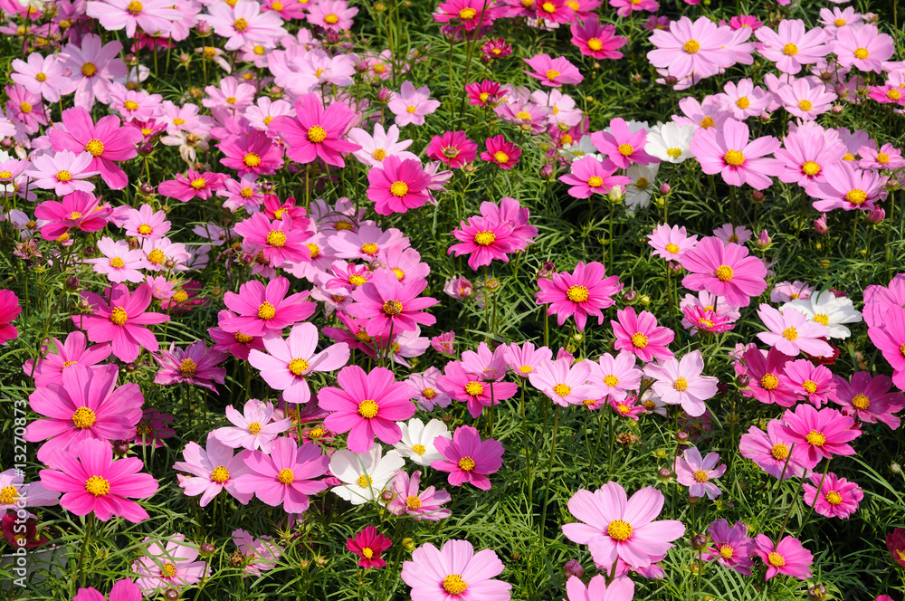 Fototapeta premium Pink cosmos field