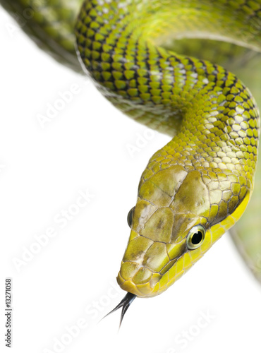Red-tailed Green Ratsnake - Gonyosoma oxycephalum