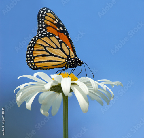 Monarch butterfly photo