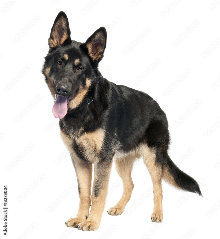 german shepherd (7 months old) german shepherd (7 months old)