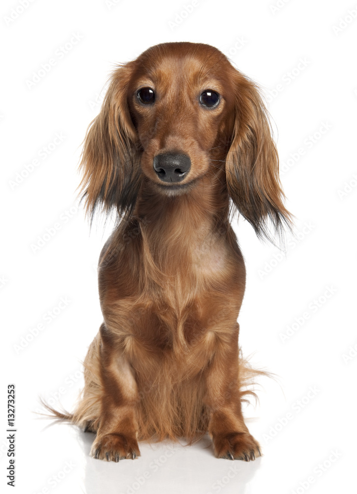 Dachshund (1 year old)