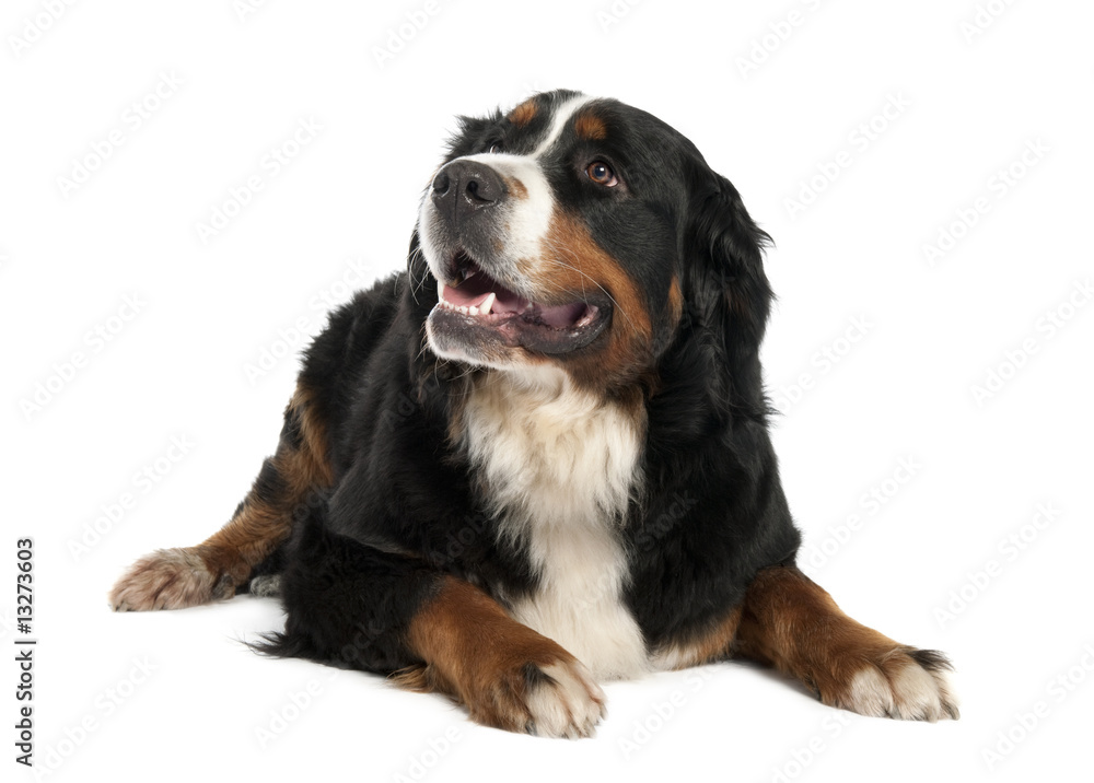 Bernese mountain dog (13 months old) Bernese mountain dog (13 months old)
