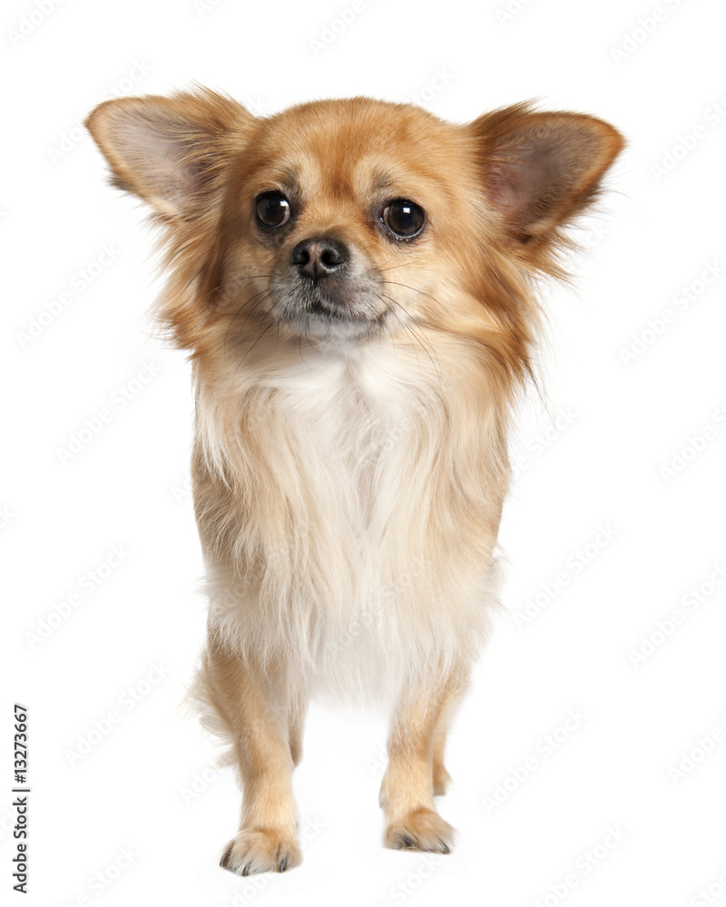 long haired chihuahua (3 years old) long haired chihuahua (3 years old)
