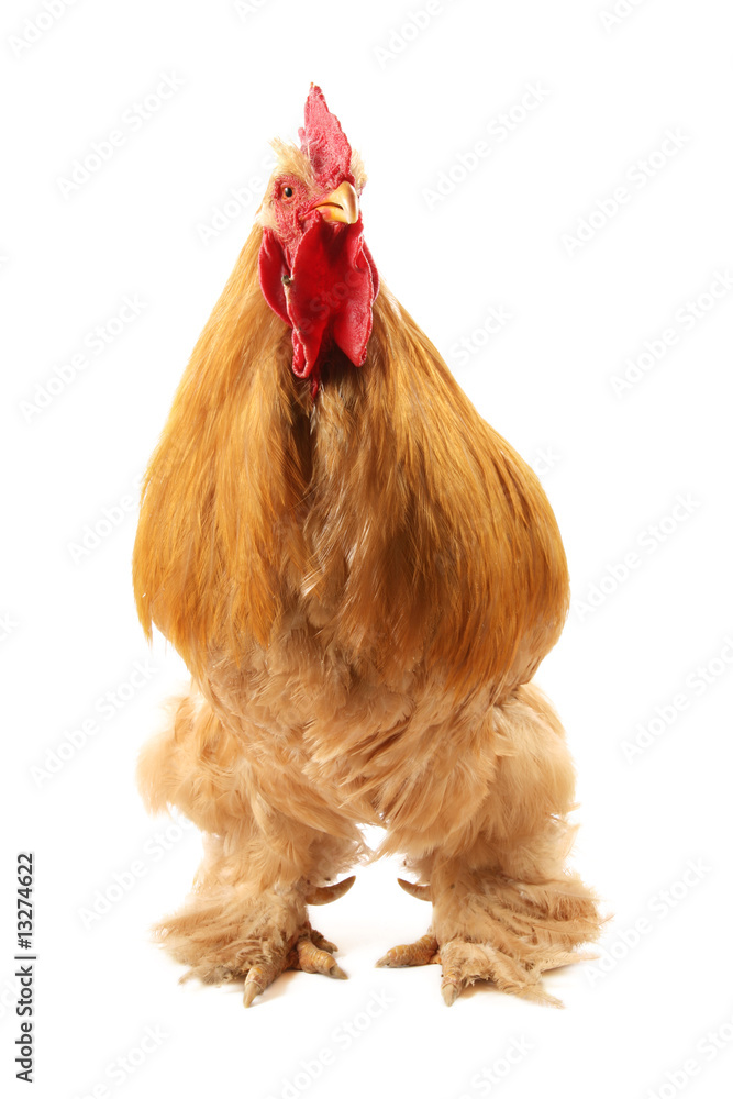 Buff cochin rooster