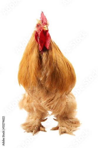 Obraz na płótnie Buff cochin rooster w salonie