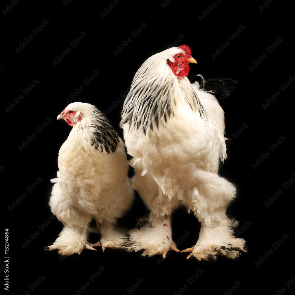 Fototapeta premium Light brahma rooster and hen