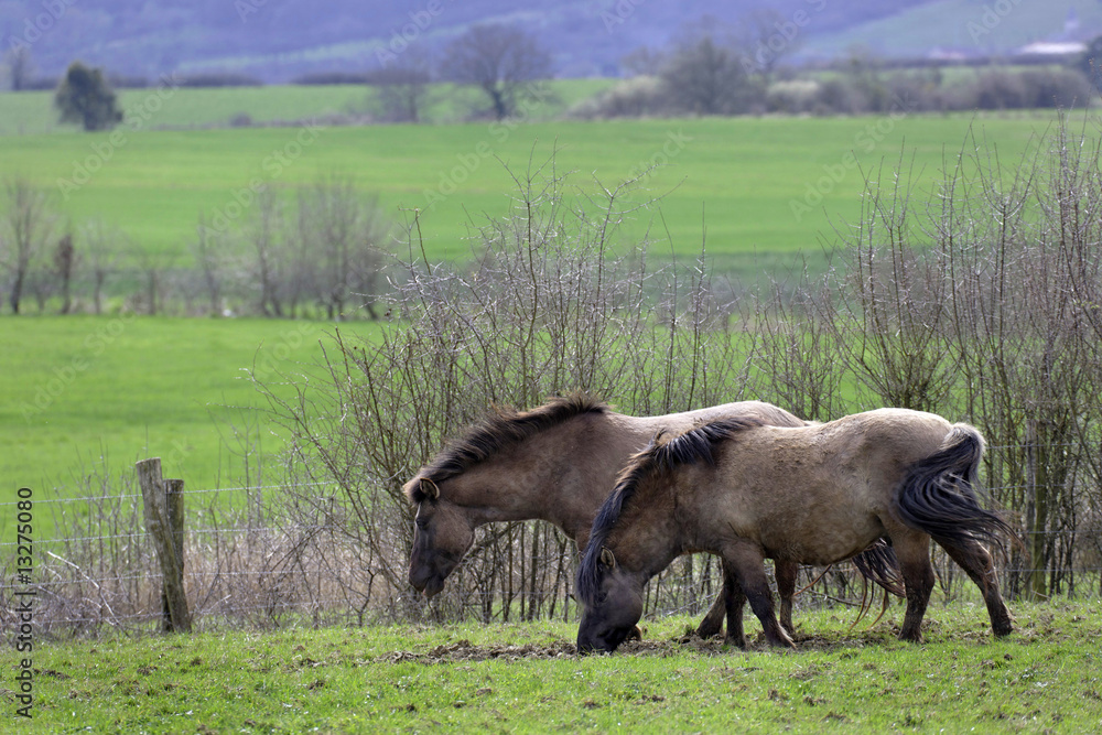 Fototapeta premium Chevaux Konik Polski au pré