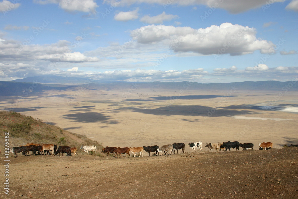 Kuhherde am Ngorongoro-Krater