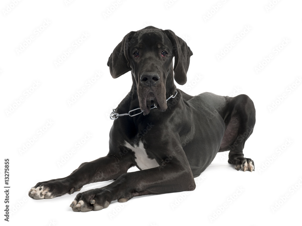 Great Dane puppy (7 months old) Great Dane puppy (7 months old)