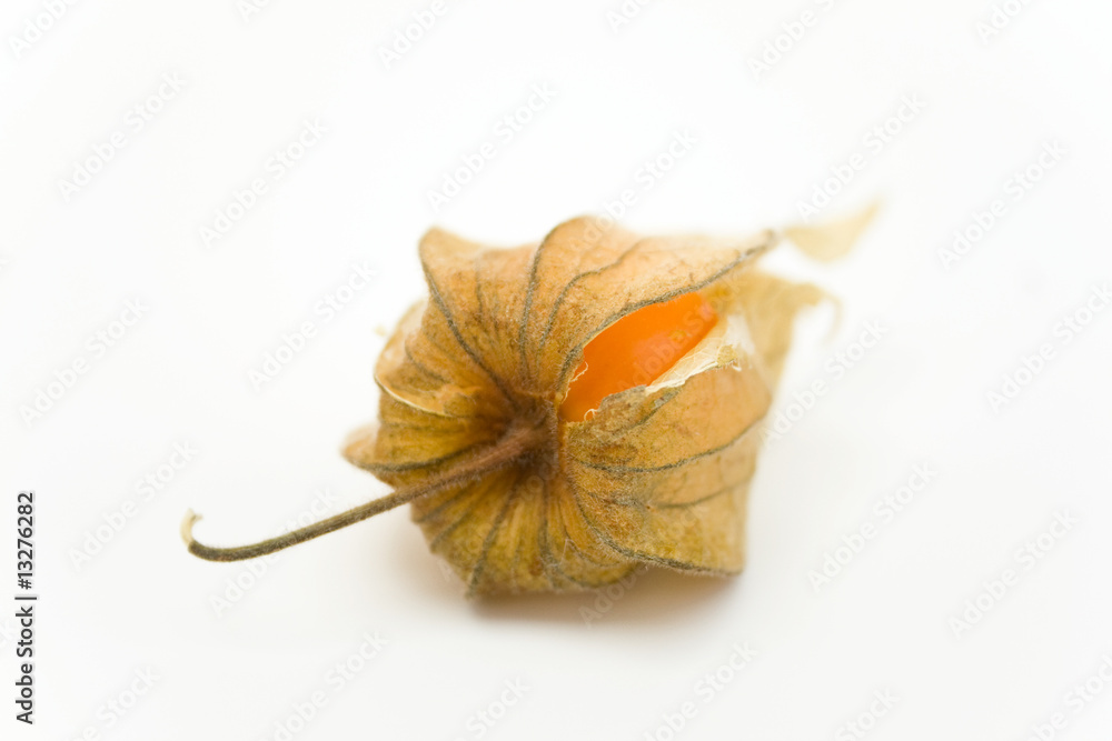 Physalis Physalis